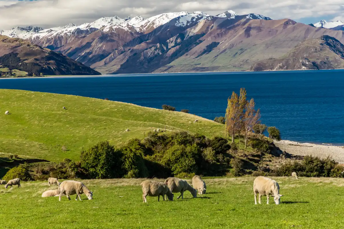 Why New Zealand is a Bucket List Destination for 4WD Enthusiasts